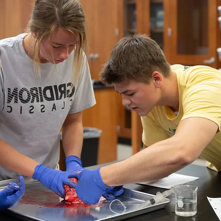 Students collaborating in the dissection lab.